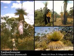 Attēlu rezultāti vaicājumam “Xanthorrhoeaceae”