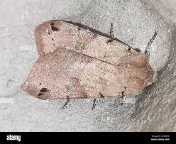 Attēlu rezultāti vaicājumam “Agrochola litura”