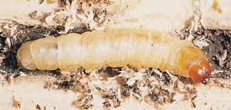 Attēlu rezultāti vaicājumam “Nematus ribesii larva”