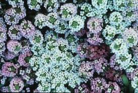 Attēlu rezultāti vaicājumam “Lobularia maritima”