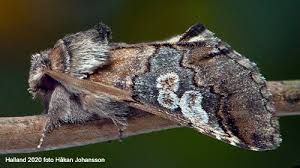 Attēlu rezultāti vaicājumam “Diloba caeruleocephala”