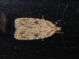 Attēlu rezultāti vaicājumam “Agonopterix aranella”