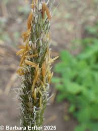 Attēlu rezultāti vaicājumam “Alopecurus pratensis flower”