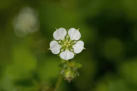 Attēlu rezultāti vaicājumam “Pimpinella major flower”
