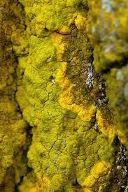 Attēlu rezultāti vaicājumam “Chrysothrix candelaris”