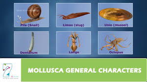 Attēlu rezultāti vaicājumam “Mollusca”