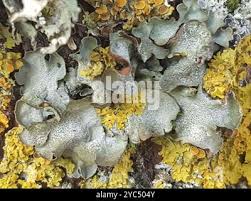 Attēlu rezultāti vaicājumam “Pleurosticta acetabulum”