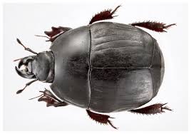 Attēlu rezultāti vaicājumam “Hypocaccus rugiceps”