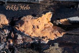 Attēlu rezultāti vaicājumam “Hapalopilus aurantiacus”