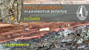 Attēlu rezultāti vaicājumam “Plagionotus detritus”