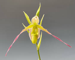 Attēlu rezultāti vaicājumam “Paraleucobryum longifolium”