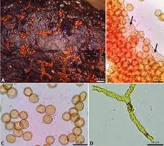 Attēlu rezultāti vaicājumam “Perichaena corticalis macro”
