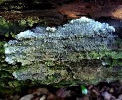 Attēlu rezultāti vaicājumam “Comatricha ellae”