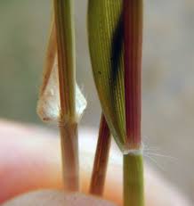 Attēlu rezultāti vaicājumam “Claustria didermoides stalked”