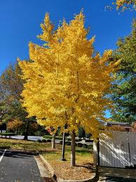 Attēlu rezultāti vaicājumam “Ginkgo biloba male flower”