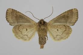 Attēlu rezultāti vaicājumam “Apamea remissa”