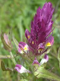 Attēlu rezultāti vaicājumam “Melampyrum pratense bud”