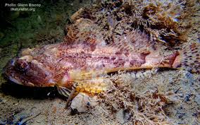 Image result for Myoxocephalus octodecemspinosus