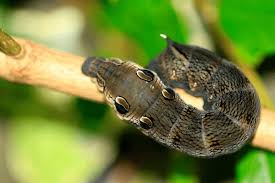 Attēlu rezultāti vaicājumam “Deilephila elpenor”