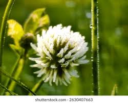Attēlu rezultāti vaicājumam “Trifolium montanum flower”