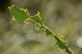 Attēlu rezultāti vaicājumam “Zygaena cocoon”