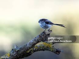 Attēlu rezultāti vaicājumam “Motacillidae”