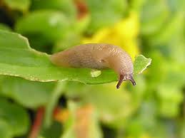 Attēlu rezultāti vaicājumam “Malacolimax tenellus”