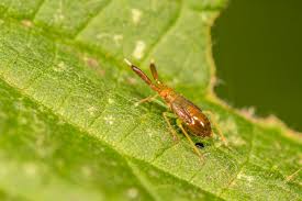 Attēlu rezultāti vaicājumam “Eurygaster testudinaria nymph”