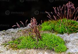 Attēlu rezultāti vaicājumam “Ceratodon purpureus sporophyte”