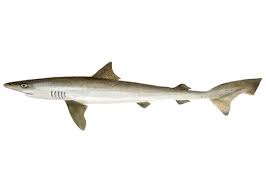Image result for Galeorhinus galeus