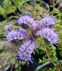 Attēlu rezultāti vaicājumam “Phacelia tanacetifolia flower”