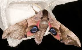 Attēlu rezultāti vaicājumam “Smerinthus ocellata”