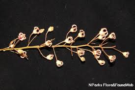 Attēlu rezultāti vaicājumam “Cribraria rubiginosa stalked”