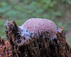 Attēlu rezultāti vaicājumam “Fuligo luteonitens macro”