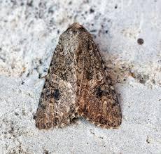 Attēlu rezultāti vaicājumam “Hadula trifolii”