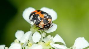 Attēlu rezultāti vaicājumam “Anthrenus scrophulariae”