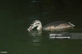 Attēlu rezultāti vaicājumam “Podiceps cristatus juvenile”