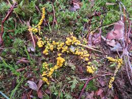 Attēlu rezultāti vaicājumam “Physarum virescens”