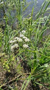 Attēlu rezultāti vaicājumam “Oenanthe aquatica”