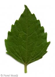 Attēlu rezultāti vaicājumam “Galinsoga quadriradiata leaf”