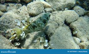Image result for Siganus rivulatus