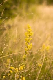 Attēlu rezultāti vaicājumam “Agrimonia pilosa flower”