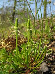 Attēlu rezultāti vaicājumam “Myosurus minimus”
