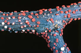 Attēlu rezultāti vaicājumam “Nectria cinnabarina”