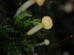 Attēlu rezultāti vaicājumam “Vibrissea decolorans”