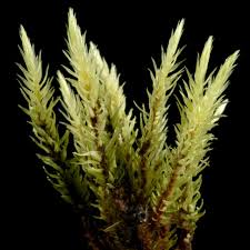 Attēlu rezultāti vaicājumam “Aulacomnium”