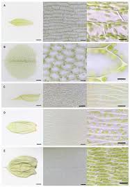 Attēlu rezultāti vaicājumam “Pleurozium schreberi sporophyte”