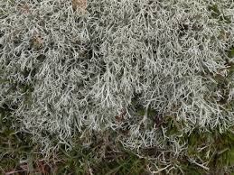 Attēlu rezultāti vaicājumam “Cladonia ciliata”