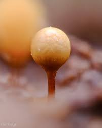 Attēlu rezultāti vaicājumam “Hemitrichia calyculata young”