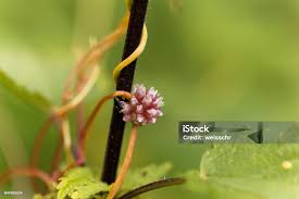 Attēlu rezultāti vaicājumam “Cuscuta europaea flower”